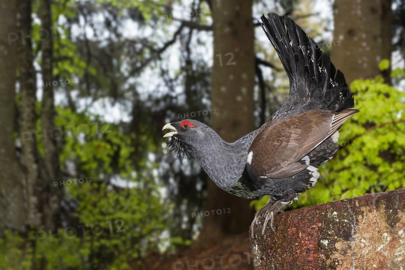 Western Capercaillie (Tetrao urogallus) male displaying, Trento, Italy