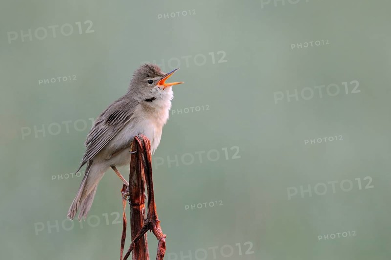 Marsh Warbler (Acrocephalus palustris) male singing, North Rhine-Westphalia, Germany