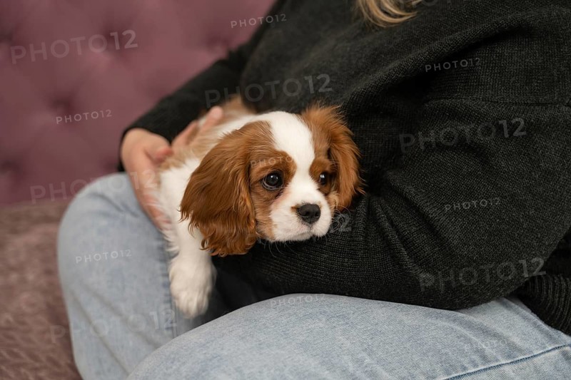 A cozy scene featuring a puppy relaxing in the arms of its owner at home. The warmth and comfort of the moment highlight the loving bond between pet and person