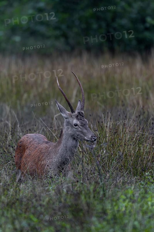 In the late evening, a red deer (Cervus elaphus) appears on the natural forest meadow, August, Germany