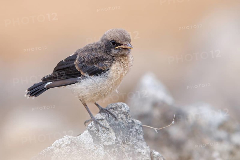 Arabian wheatear, Arabian wheatear, (Oenanthe lugentoide, Middle East, Oman, female, Jabal Samhan, Salalah, Dhofar, Oman