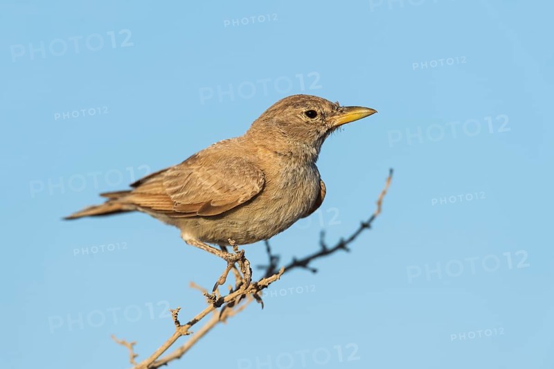 Desert Lark (Ammomanes deserti), Eilat, Israel