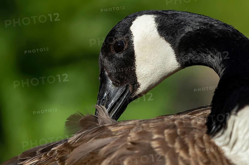 Canada Goose (Branta canadensis) preening, Baden-Wuerttemberg, Germany