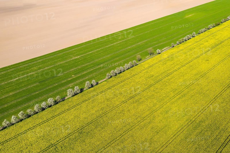 Aerial view of a rape field (Brassica napus) in bloom and a field path with blossoming fruit trees, pear tree (Pyrus), near Ganzig, Liebschützberg, Saxony, Germany