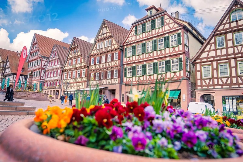 Colourful blossoms in a flower bed complement the charming backdrop of the old half-timbered houses, Calw, Black Forest, Germany