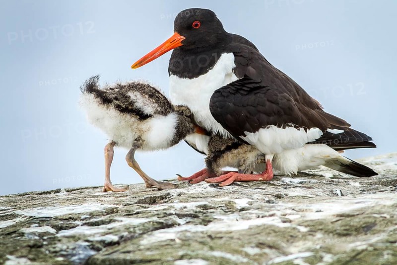 Eurasian Oystercatcher (Haematopus ostralegus) adult and chick, Farne Islands, United Kingdom
