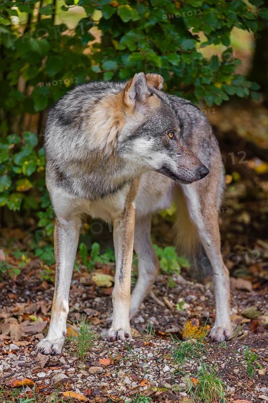 A eurasian gray wolf (Canis lupus lupus) stands at a forest edge