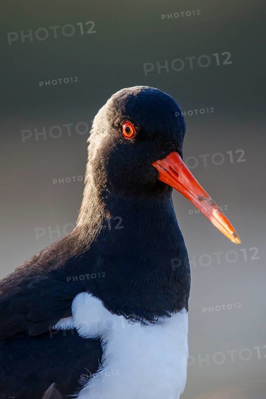 Eurasian Oystercatcher (Haematopus ostralegus), North Rhine-Westphalia, Germany
