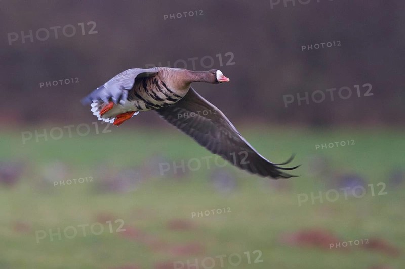 Greater White-fronted Goose (Anser albifrons) flying, North Rhine-Westphalia, Germany