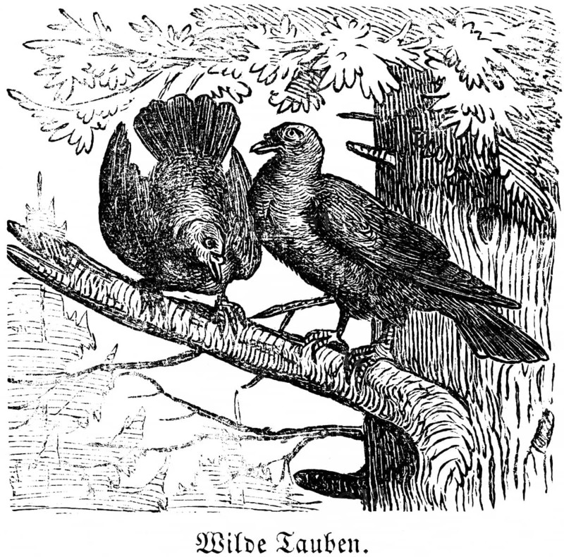 Two wild doves, tree, branch, fir, Hubertus hunt, hunting scenes, wild animals, nature, plumage, historical illustration c. 1860