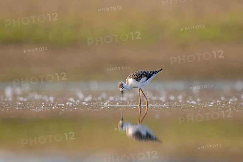 Black-winged Stilt (Himantopus himantopus) juvenile foraging, North Rhine-Westphalia, Germany