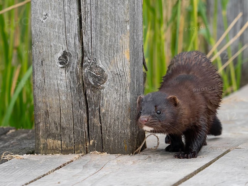 A mink sneaks up on you