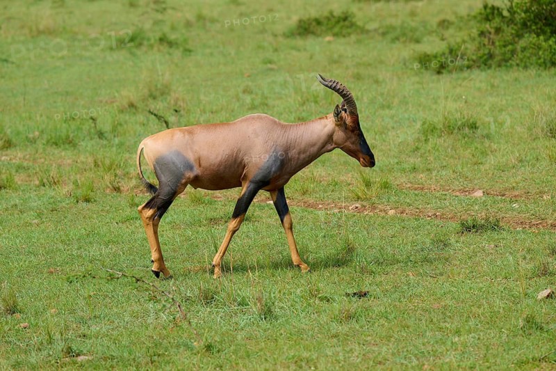 An antelope strolls through a grassy savannah with lush vegetation: a topi (Damaliscus lunatus jimela), Masai Mara National Reserve, Narok County, Kenya