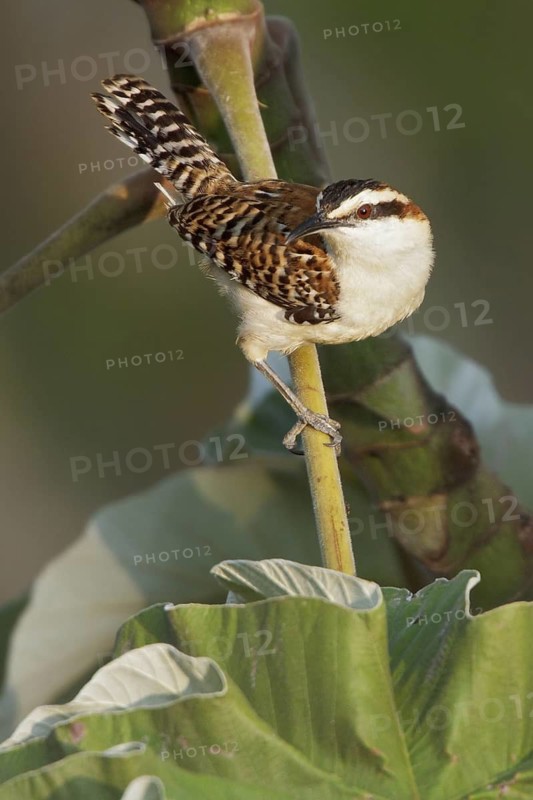Rufous-naped Wren (Campylorhhynchus rufinucha) perched on a branch in Costa Rica, Central America