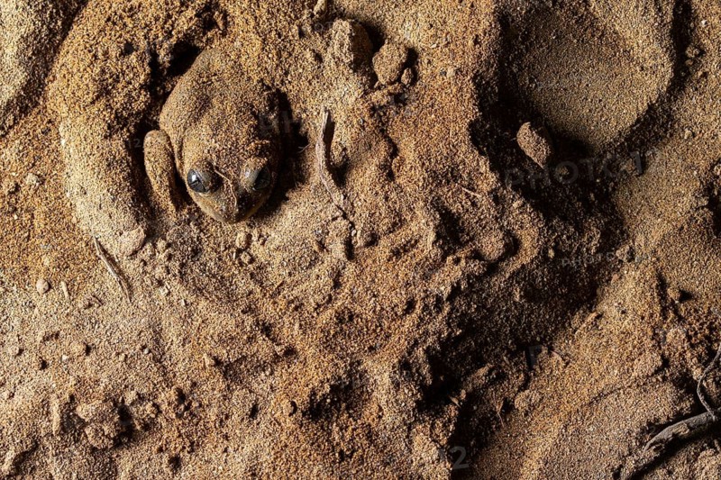 A common spadefoot toad, Pelobates cultripes, expertly camouflaged in its sandy habitat This species is known for its burrowing behavior and distinctive appearance
