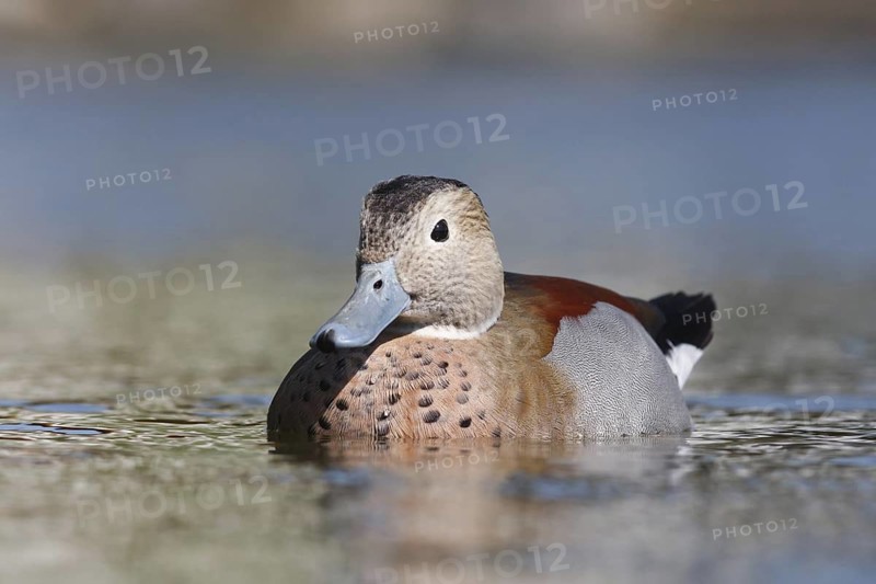Ringed Teal (Callonetta leucophrys), Baden-Wuerttemberg, Germany