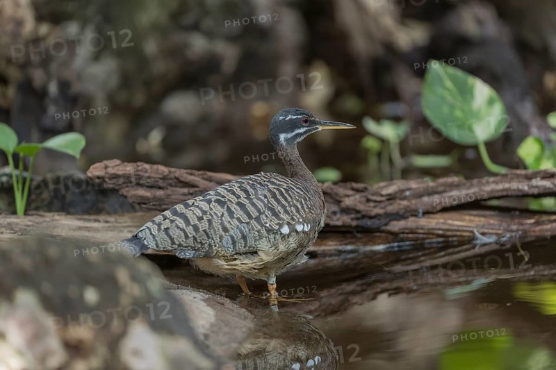 One sunbittern (Eurypyga helias) standing in the water of a forest creek