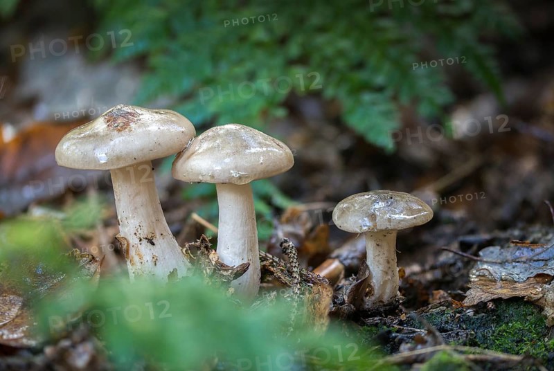 Clitocybe Nebularis, Clitocybe Pileolaris, Autumn Leaf, Lepista Nebularis, Mist Grey Funnel, Mist Cap, Funnel, Cloud Funnel, Clouded Agaric, Fungi, Fungus, Fungi