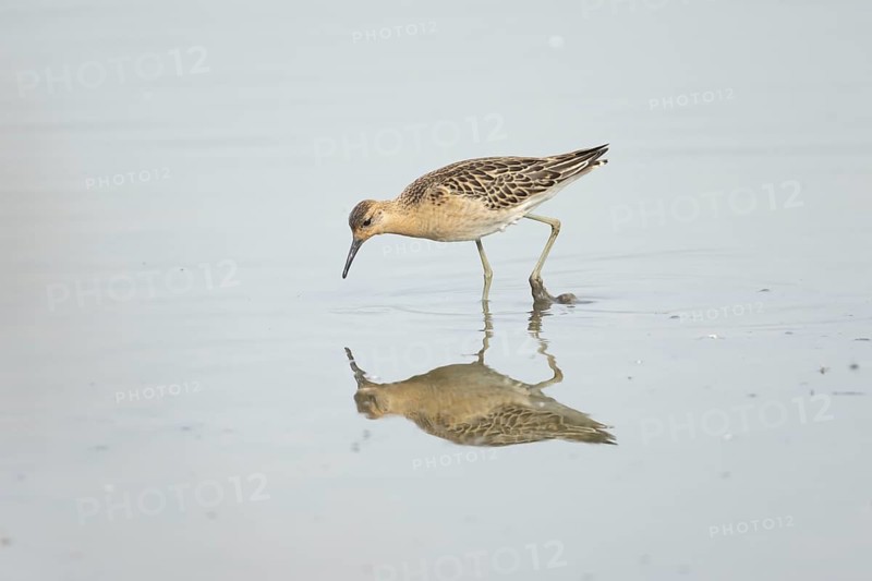 Ruff (Philomachus pugnax) adult wader bird feeding in a shallow lagoon, England, United Kingdom