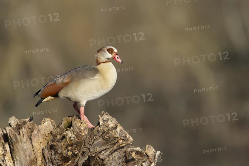 Egyptian goose (Alopochen aegyptiaca) adult bird on a tree stump, Suffolk, England, United Kingdom