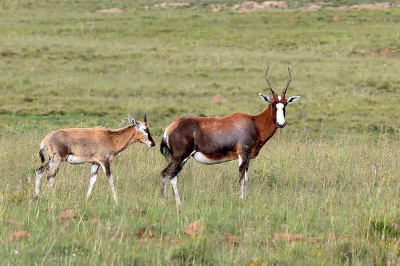 Bontebok (Damaliscus pygargus), adult, juvenile, Mountain Zebra NP, Eastern Cape, South Africa, Africa, Germany