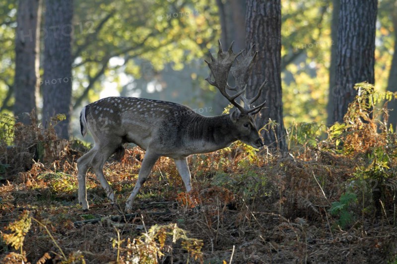 Fallow deer (Dama dama), A deer roams alone through the forest in the soft morning light, its antlers visible in profile, Haltern, North Rhine-Westphalia, Germany, Captive
