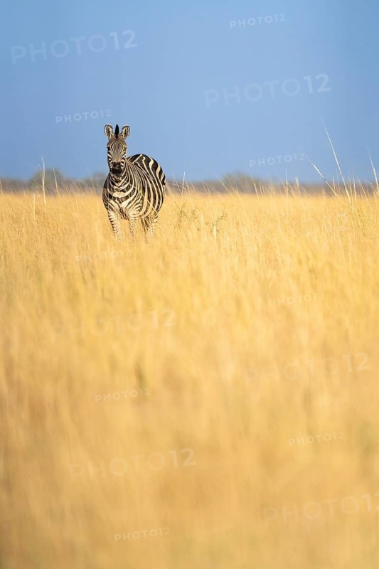 Zebra, (Equus quagga), standing in a vast golden savanna under a dark blue rain sky, Hwange National Park, Zimbabwe