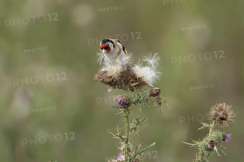 European goldfinch (Carduelis carduelis) adult garden bird feeding on thistle plant seeds on a seedhead in summer, England, United Kingdom