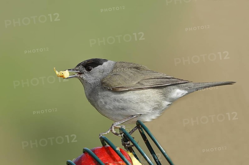 Blackcap (Sylvia atricapilla), male, eating from an apple at a feeder in the garden, North Rhineland-Westphalia, Germany