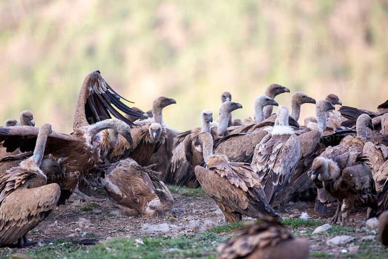 Griffon Vulture (Gyps fulvus) group on field, Aragon, Spain