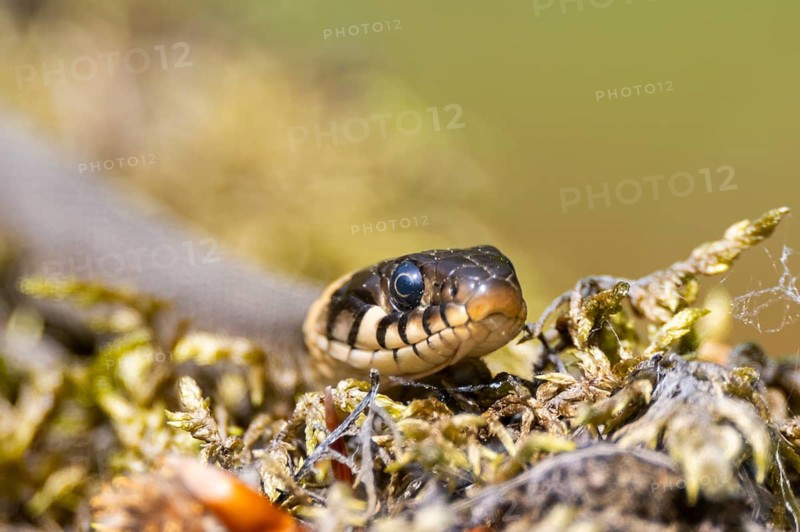 Grass snake (Natrix natrix) on the ground in summer, Bavaria, Germany