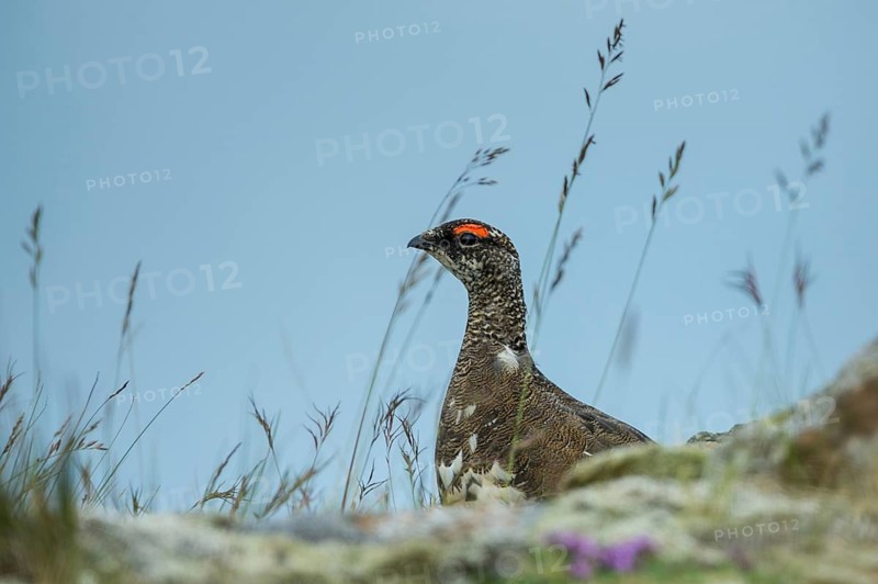 Rock Ptarmigan (Lagopus muta), Iceland