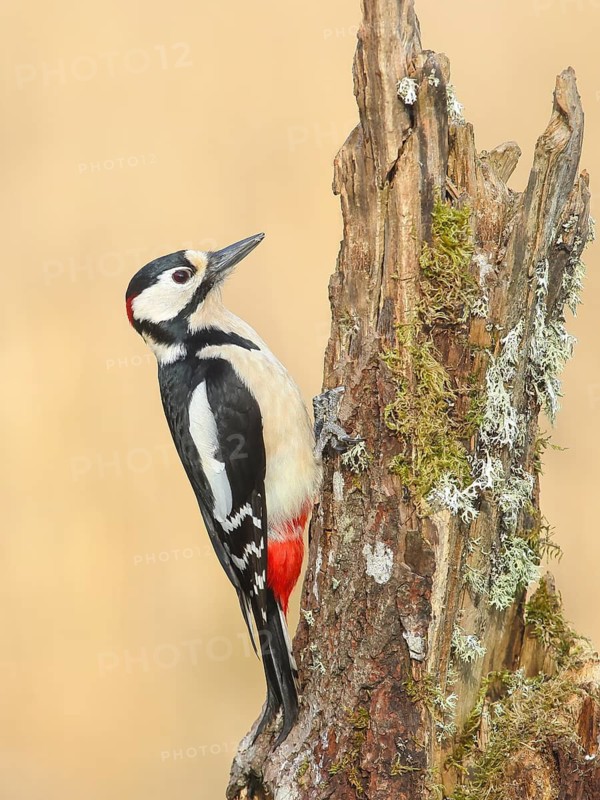 Great spotted woodpecker (Dendrocopus major), male sitting on a tree stump overgrown with moss and lichen, Wildlife, Animals, Birds, Woodpeckers, Siegerland, North Rhine-Westphalia, Germany