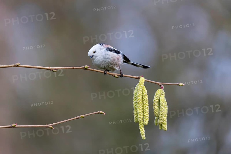 Long-tailed Tit (Aegithalos caudatus), Germany
