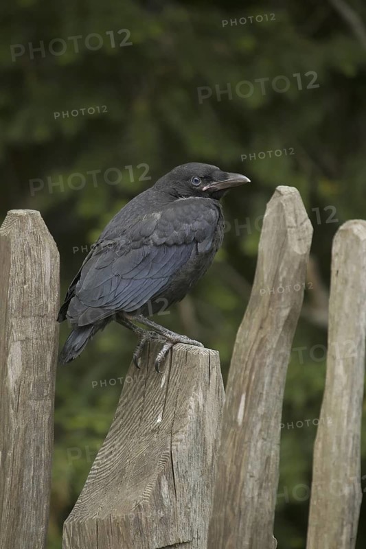 Carrion Crow (Corvus corone) juvenile, Tyrol, Austria