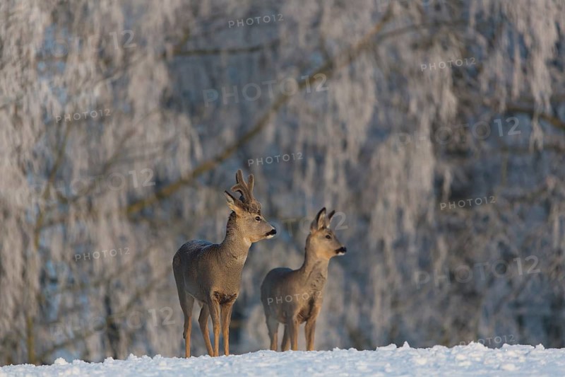 One female and one male Roe Deer, (Capreolus capreolus), walking over a snowy meadow. Snow covered trees in the background