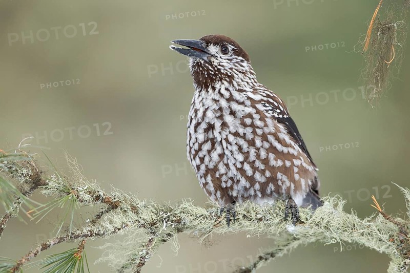 Spotted Nutcracker (Nucifraga caryocatactes), St. Gallen, Switzerland
