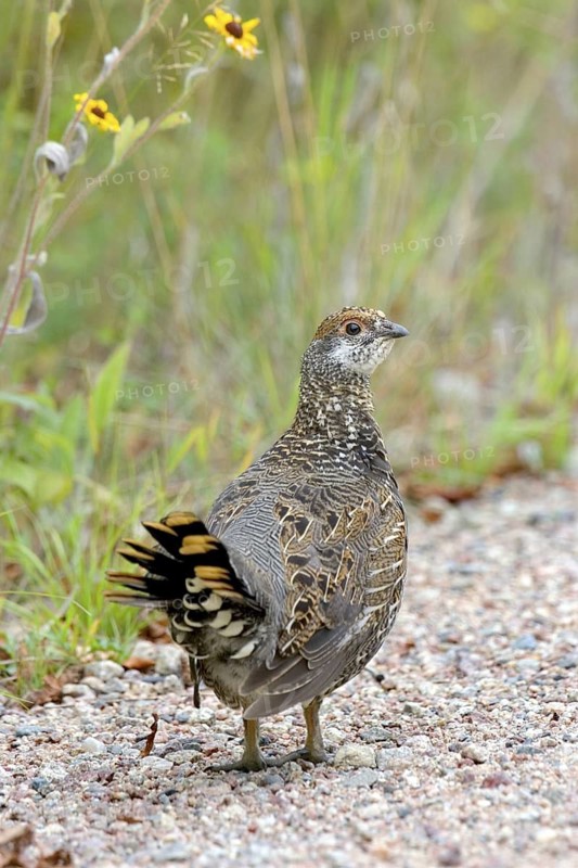 Spruce Grouse Dendragapus canadensis Echo Trail, St. Louis County, Minnesota, United States 10 August Immature Male Phasianidae
