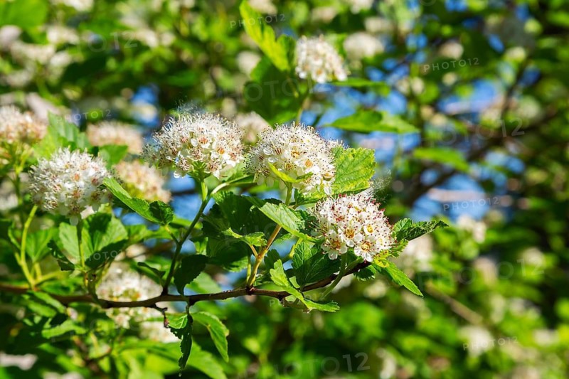 Close-up of Physocarpus opulifolius - Ninebark white pink tinged flower blossoms in late spring, Quebec, Canada
