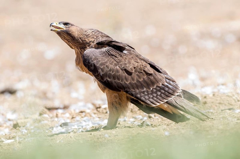 Bonelli's Eagle (Aquila fasciata) juvenile calling on ground, Andalusia, Spain