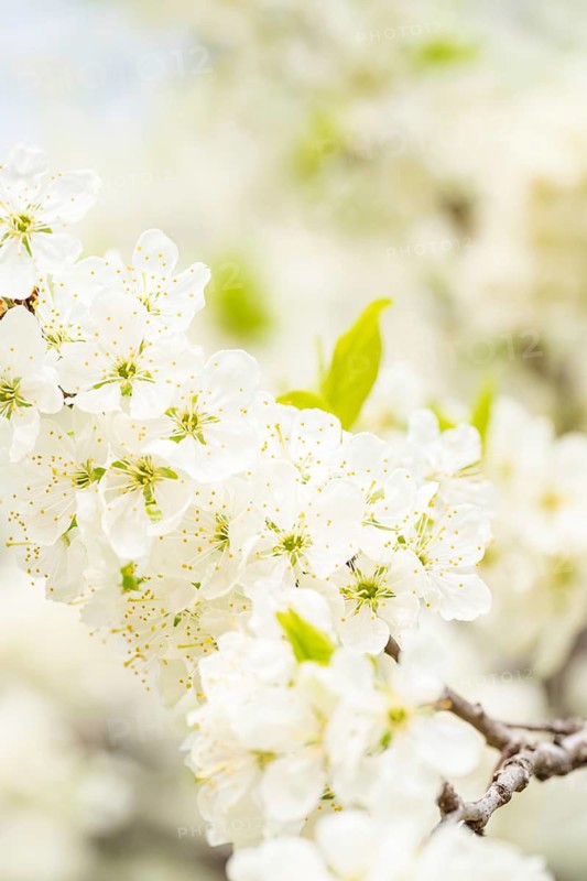 Close-up of delicate white plum blossoms in full bloom adorning a branch. Fresh green leaves add a burst of color, highlighting the beauty of nature's springtime bloom