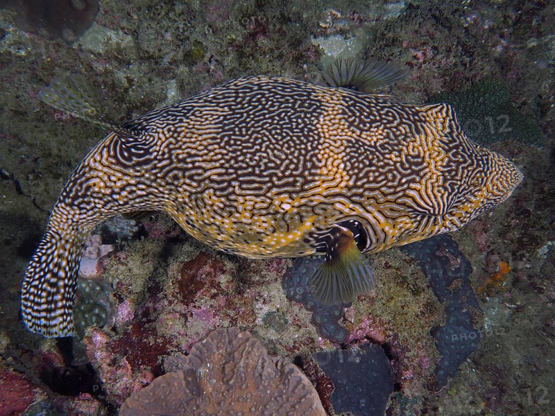 Map pufferfish (Arothron mappa)