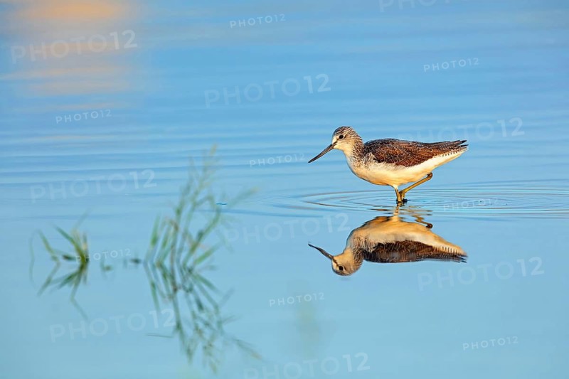 Greenshank, (Tringa nebularia) Wading bird, limesticks, foraging in mudflats, snipe family Salalah, Raysut, Dhofar, Oman