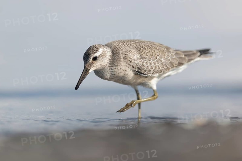 Red Knot (Calidris canutus) foraging, Mecklenburg-Western Pomerania, Germany