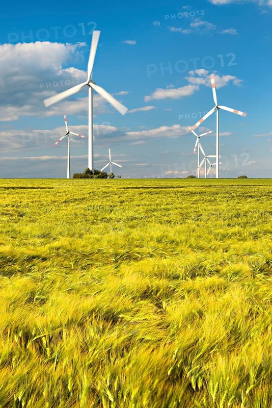 Barley field and wind turbines under a blue sky with cumulus clouds, near Bad Langensalza, Thuringia, Germany