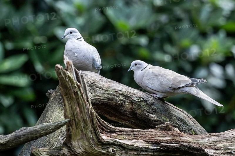 Eurasian collared doves (Streptopelia decaocto), Emsland, Lower Saxony, Germany