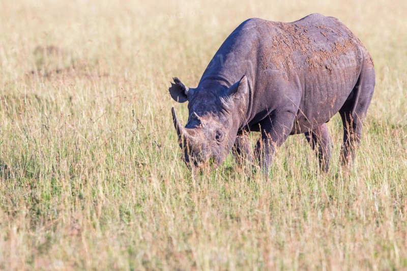 Black rhinoceros (Diceros bicornis) walking on a savanna in Africa, Maasai Mara National Reserve, Kenya