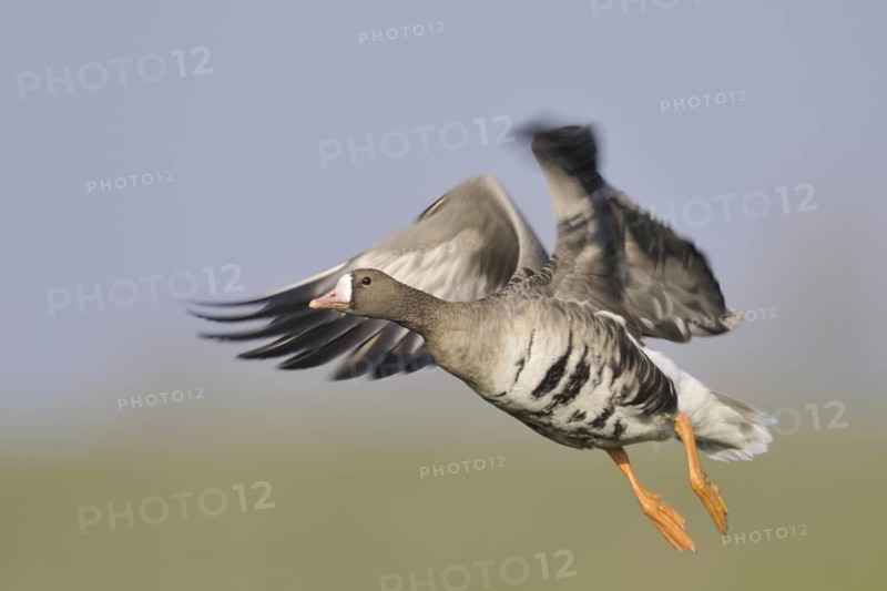 Greater White-fronted Goose (Anser albifrons) flying, North Rhine-Westphalia, Germany