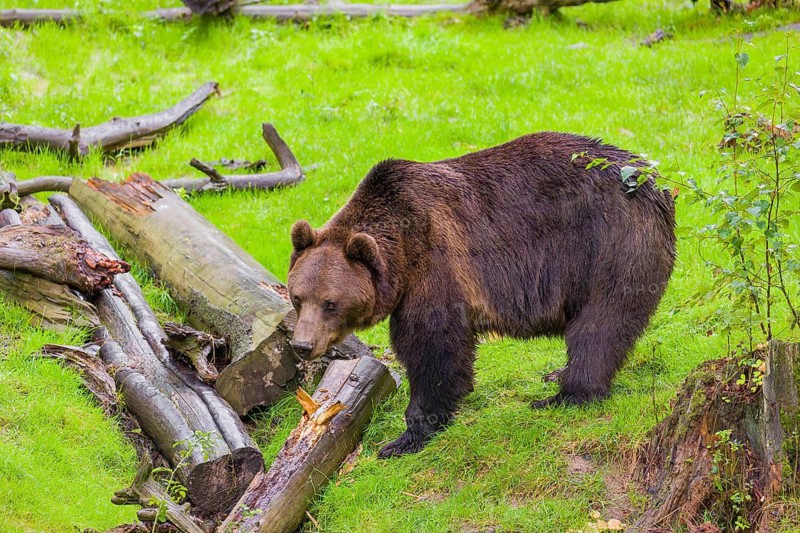 An adult male brown bear (Ursus arctos arctos) stands in a green meadow between fallen trees