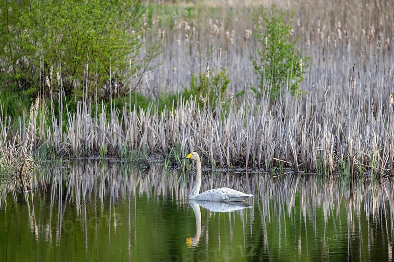Whooper swan, common swan (Cygnus cygnus) swimming along reedbed in lake in spring, Sweden